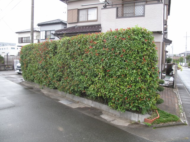 生垣をフェンスにの施工事例（施工前）